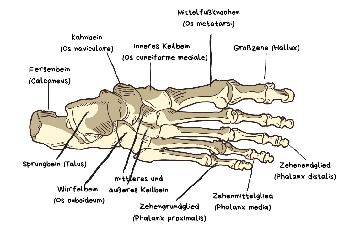 gezeichnetes Fußskelett mit Beschriftung der einzelnen Knochen.